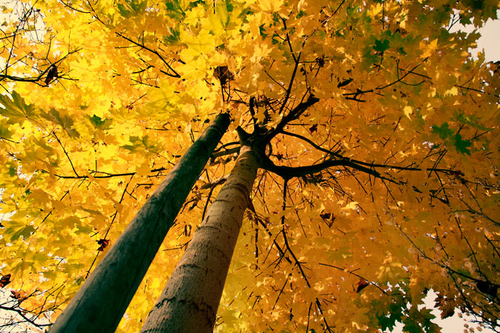 Baum von unten mit gelben Blättern