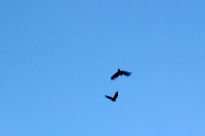 blauer Himmel mit Vogelpaar
