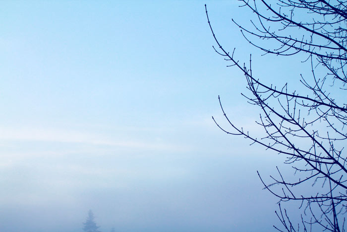 Baumzweige im Winter mit blauem Himmel