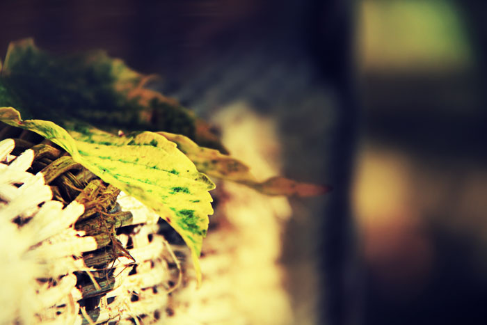 Holzstuhl mit Herbstblatt