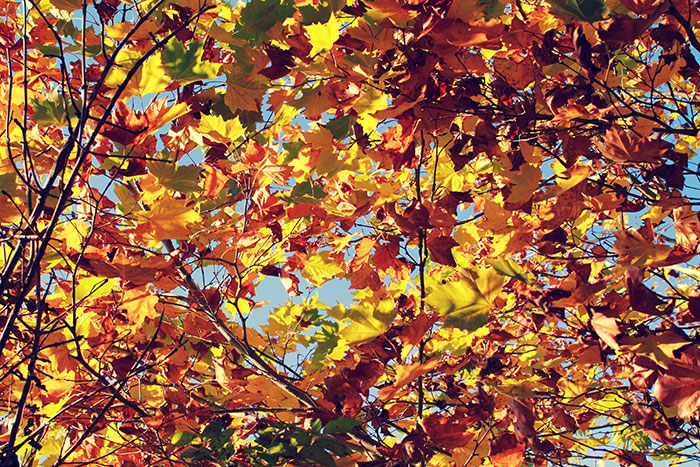 bunte Herbstblätter am Baum