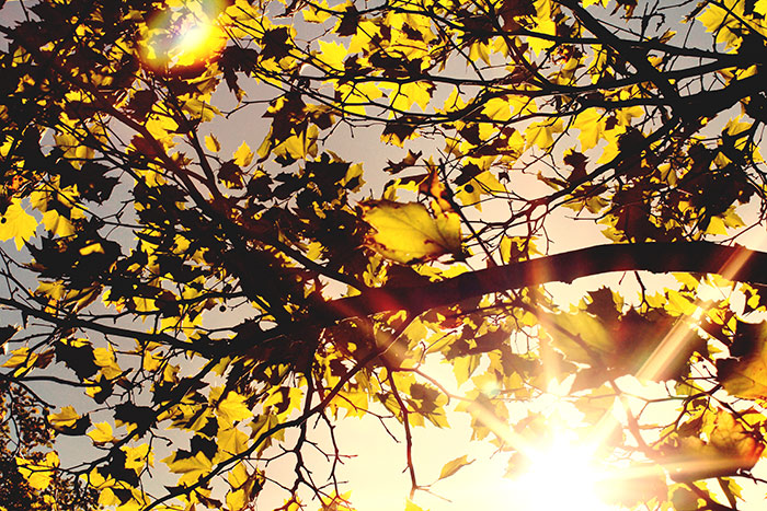 Sonne scheint durch Herbstblätter am Baum