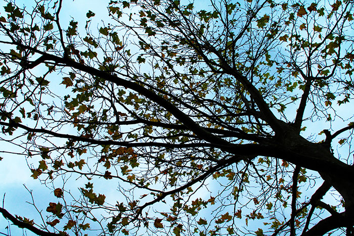 Baum von unten mit letzten Herbstblättern
