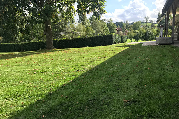 Hintergrundbild grüne Grasfläche, Rasen mit Bäumen und Hecken