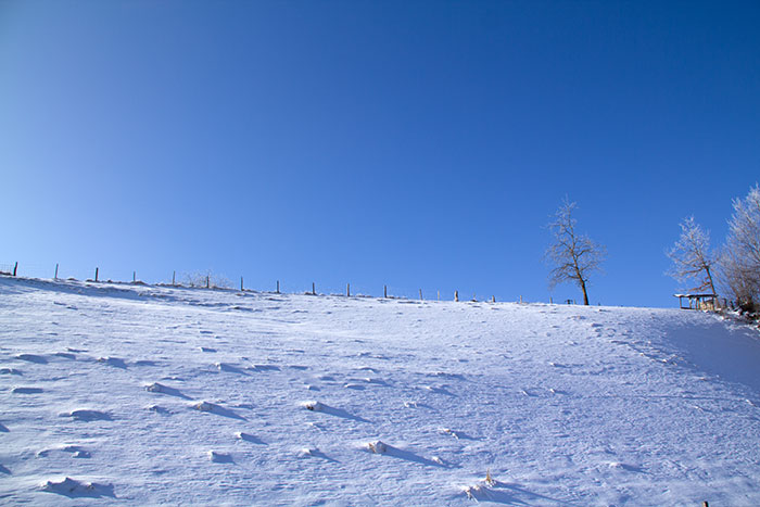 schneebedecktes Feld mit Baum und blauem Himmel